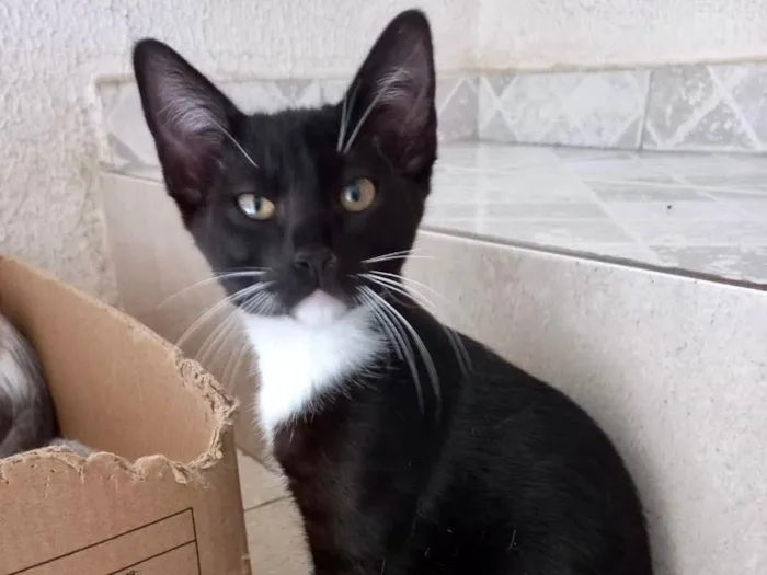 Gato raça Srd idade 2 a 6 meses nome Chokito bb3meses 