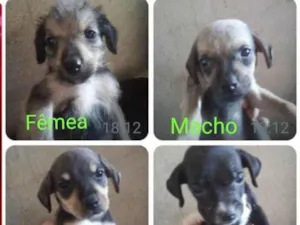 Cachorro raça Pudle com viralatas idade 2 a 6 meses nome Filhotes de pudle co
