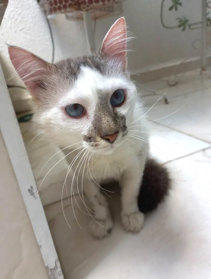 Gato raça Srd idade 1 ano nome Snow lindíssimo