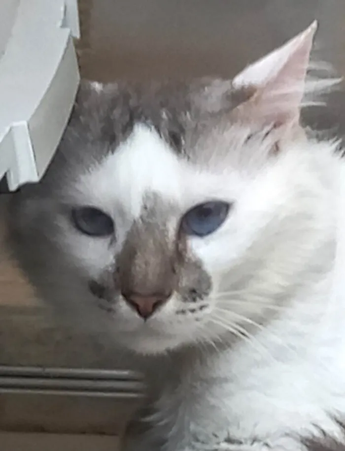 Gato raça Srd idade 1 ano nome Snow lindíssimo