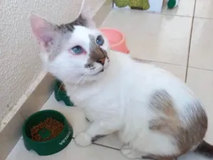 Gato raça Srd idade 1 ano nome Snow lindíssimo