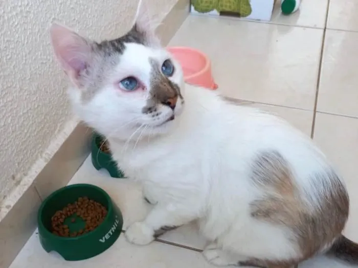 Gato raça Srd idade 1 ano nome Snow lindíssimo