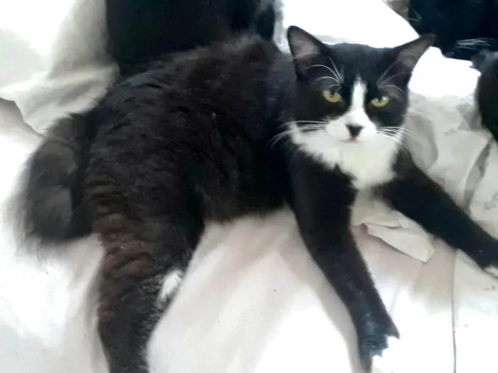 Gato raça Srd  idade 7 a 11 meses nome Cotoco lindo demais 