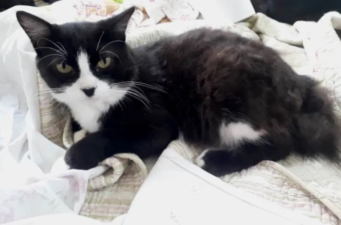 Gato raça Srd  idade 7 a 11 meses nome Cotoco lindo demais 