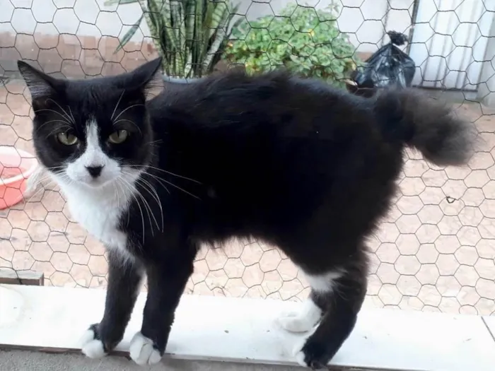 Gato raça Srd  idade 7 a 11 meses nome Cotoco lindo demais 