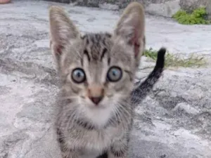 Gato raça Murisco idade Abaixo de 2 meses nome Não tem nome
