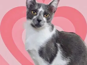 Gato raça Srd idade 2 a 6 meses nome Pink bb6meses 