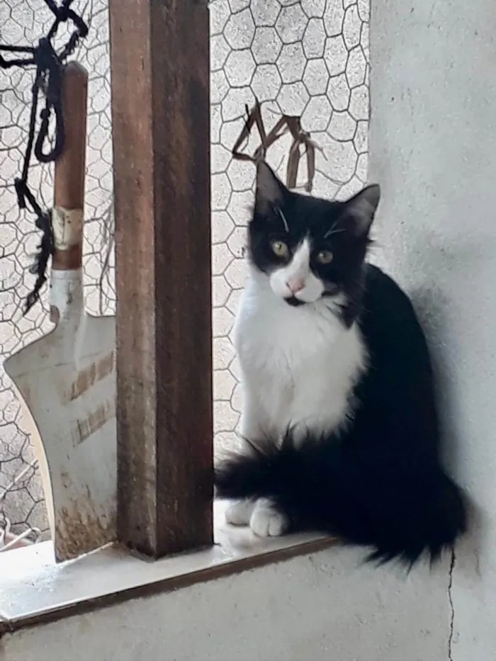 Gato raça Srd idade 2 a 6 meses nome Jade bb6meses 