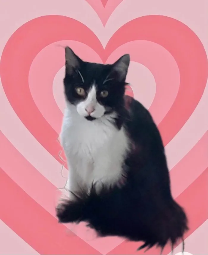 Gato raça Srd idade 2 a 6 meses nome Jade bb6meses 