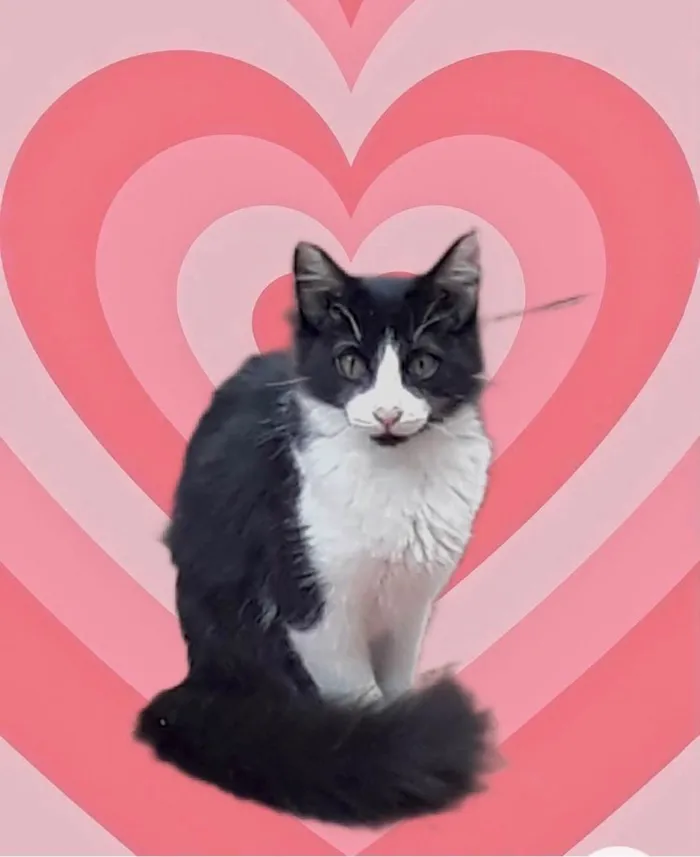 Gato raça Srd idade 2 a 6 meses nome Jade bb6meses 