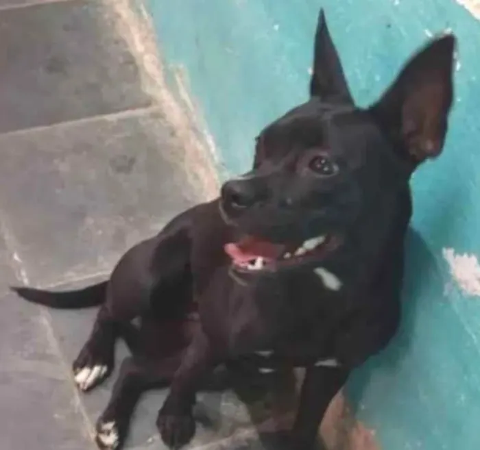 Cachorro ra a Pitbull  idade 1 ano nome Pantera 