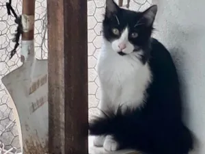 Gato raça Srd idade 2 a 6 meses nome Jade bb6meses 