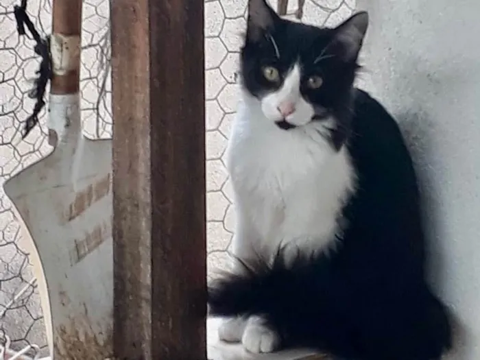 Gato raça Srd idade 2 a 6 meses nome Jade bb6meses 