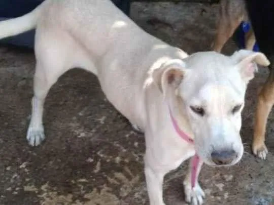 Cachorro raça SRD idade 3 anos nome MEL