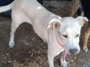 Cachorro raça SRD idade 3 anos nome MEL