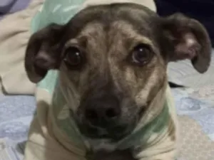 Cachorro raça Srd idade 3 anos nome Guta