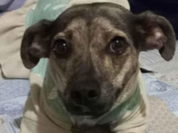 Cachorro ra a Srd idade 3 anos nome Guta