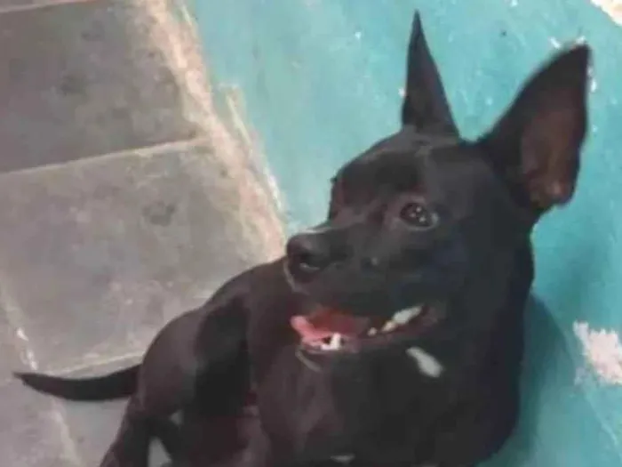 Cachorro ra a Pitbull  idade 1 ano nome Pantera 