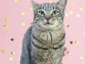 Gato raça Srd idade 1 ano nome Giorgio lindíssimo 