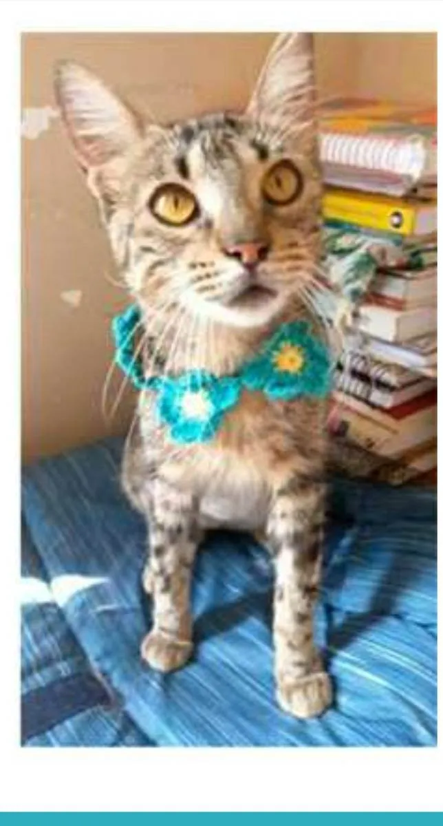 Gato ra a srd tigradinha idade 7 a 11 meses nome NINA