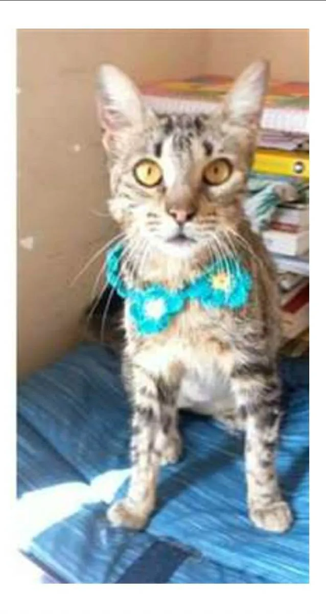 Gato ra a srd tigradinha idade 7 a 11 meses nome NINA