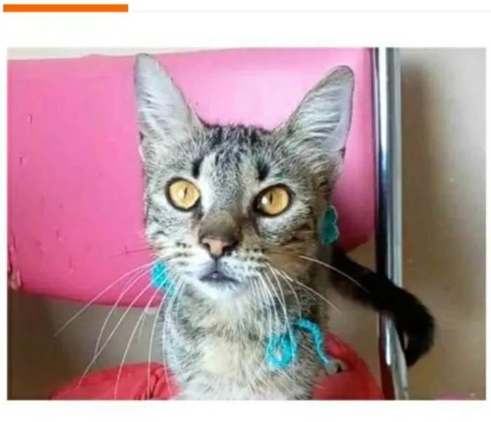 Gato ra a srd tigradinha idade 7 a 11 meses nome NINA