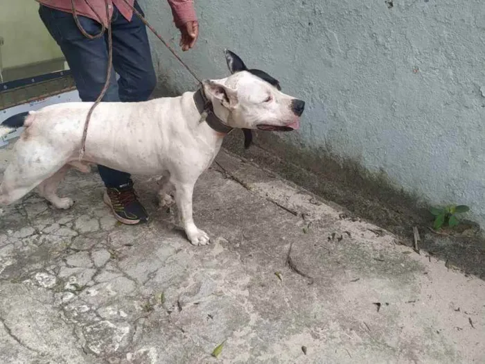 Cachorro ra a PITBULL  idade 3 anos nome THOR