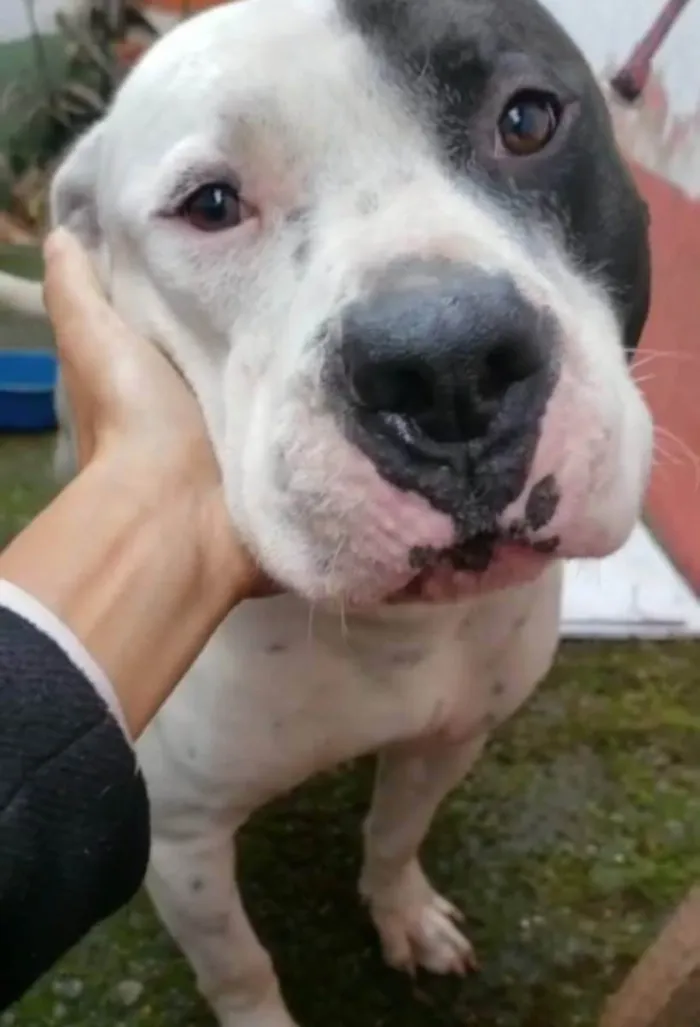 Cachorro ra a PITBULL  idade 3 anos nome THOR