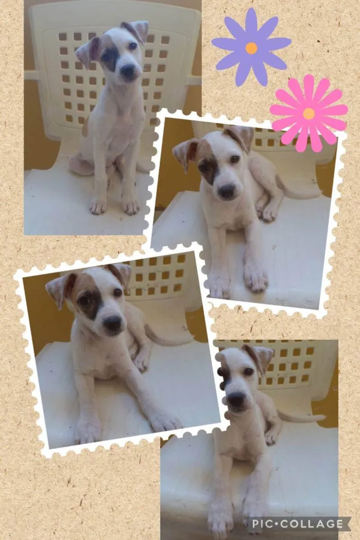 Cachorro ra a Vira-lata  idade 2 a 6 meses nome Amora