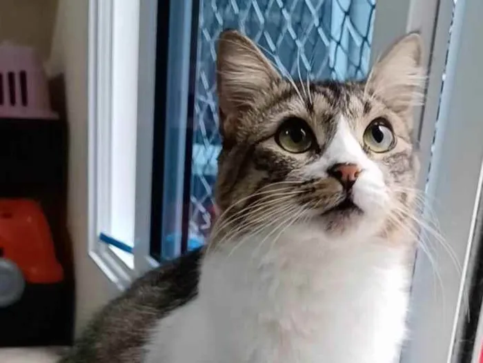 Gato ra a Srr idade 1 ano nome Benedita