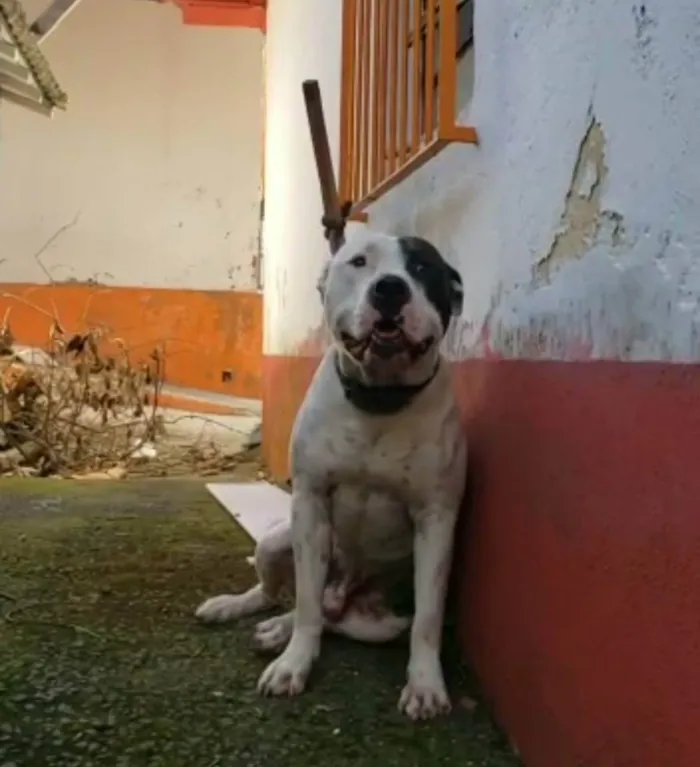 Cachorro ra a PITBULL  idade 3 anos nome THOR