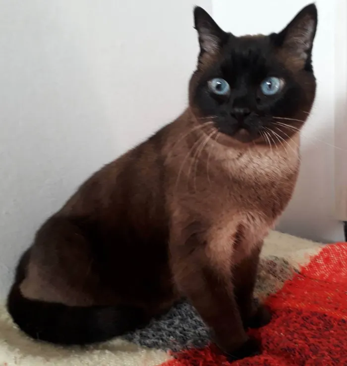 Gato ra a siamesa idade 3 anos nome Baby