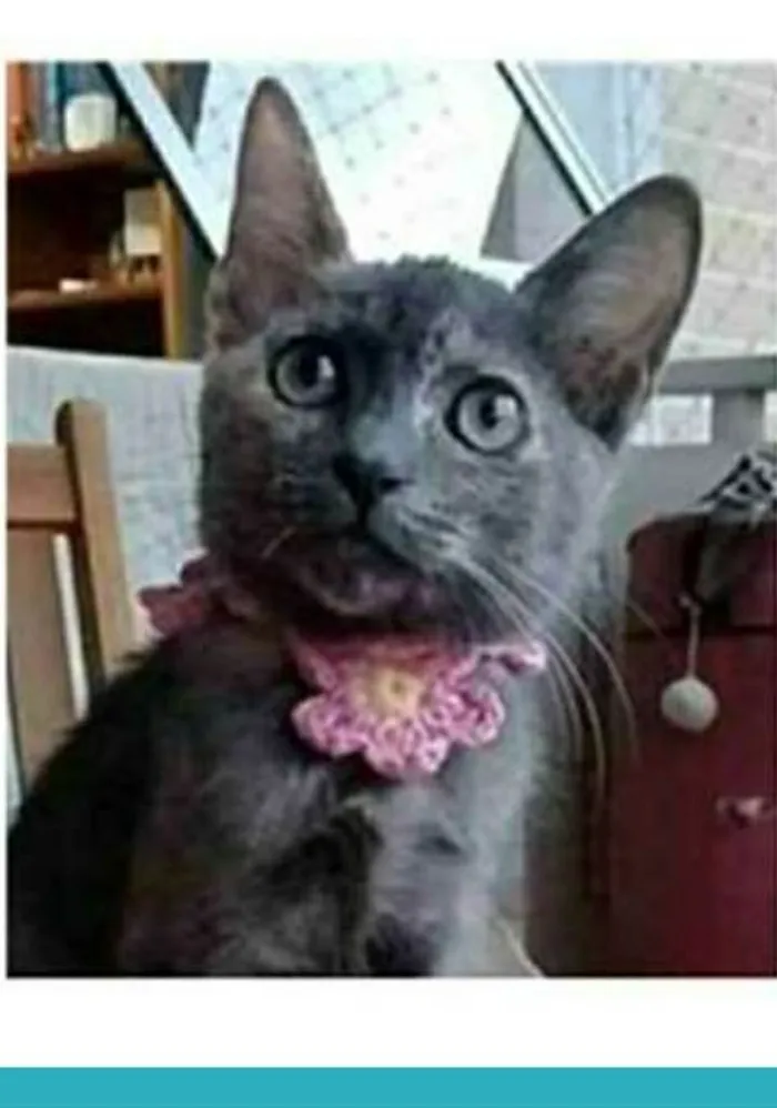 Gato ra a srd escaminha idade 2 a 6 meses nome MARIA