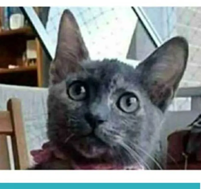 Gato ra a srd escaminha idade 2 a 6 meses nome MARIA