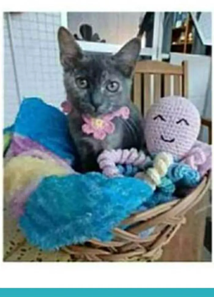 Gato ra a srd escaminha idade 2 a 6 meses nome MARIA