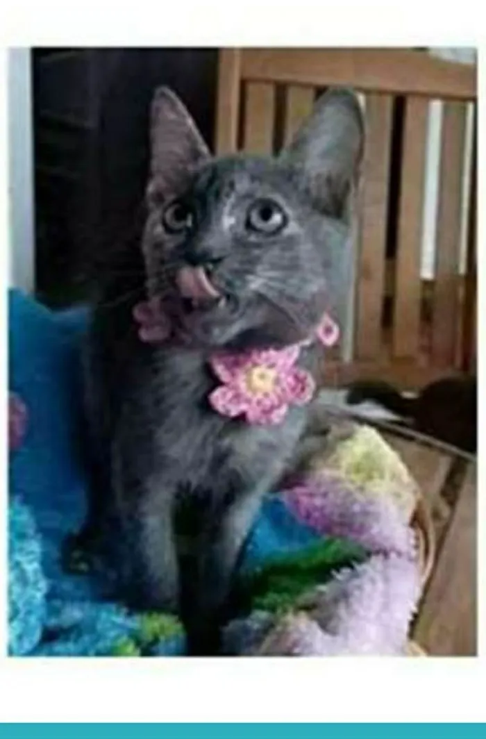 Gato ra a srd escaminha idade 2 a 6 meses nome MARIA