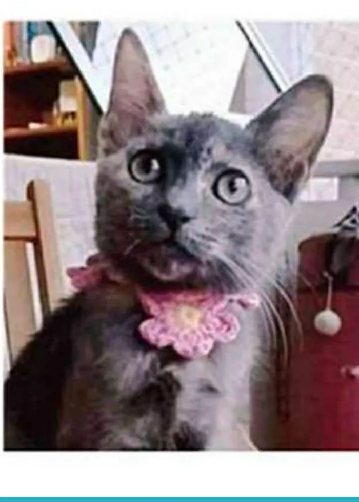 Gato ra a srd escaminha idade 2 a 6 meses nome MARIA