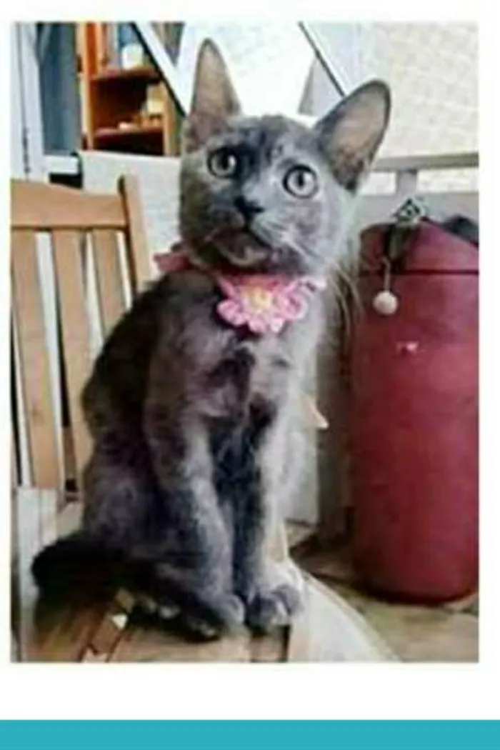 Gato ra a srd escaminha idade 2 a 6 meses nome MARIA