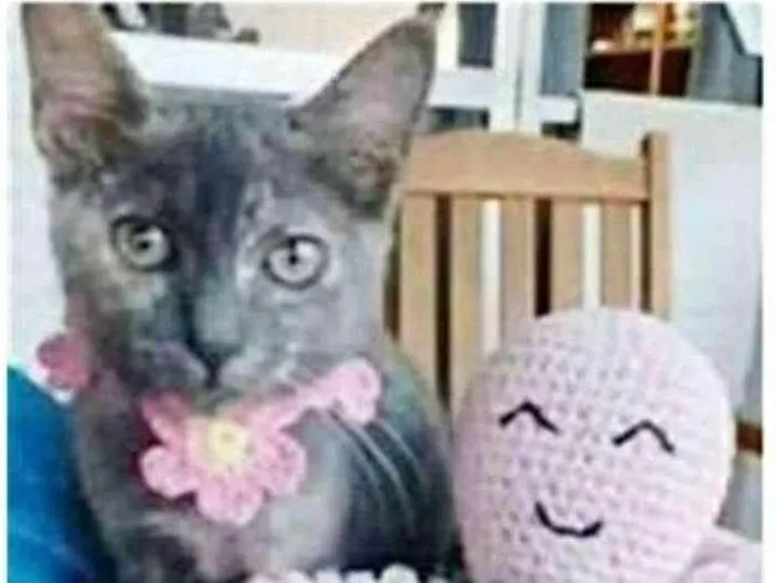 Gato ra a srd escaminha idade 2 a 6 meses nome MARIA