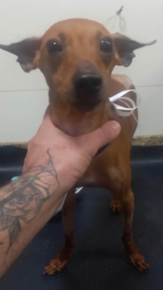 Cachorro ra a Pincher idade 3 anos nome Barthô 