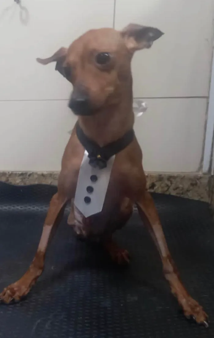 Cachorro ra a Pincher idade 3 anos nome Barthô 