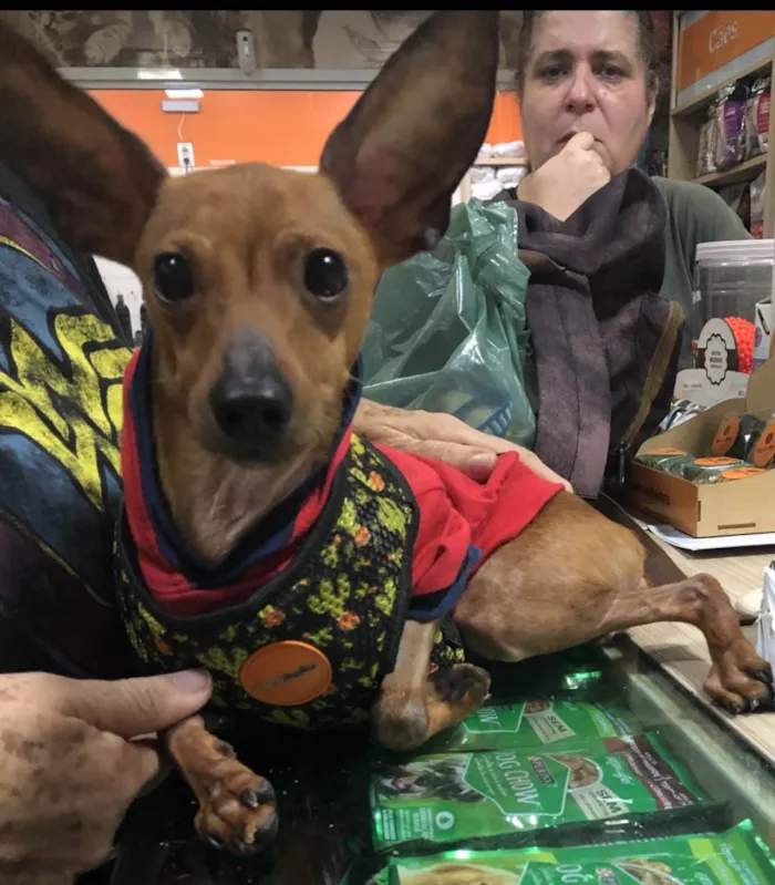 Cachorro ra a Pincher idade 3 anos nome Barthô 