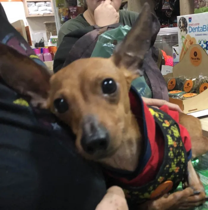 Cachorro ra a Pincher idade 3 anos nome Barthô 