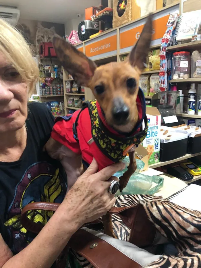 Cachorro ra a Pincher idade 3 anos nome Barthô 