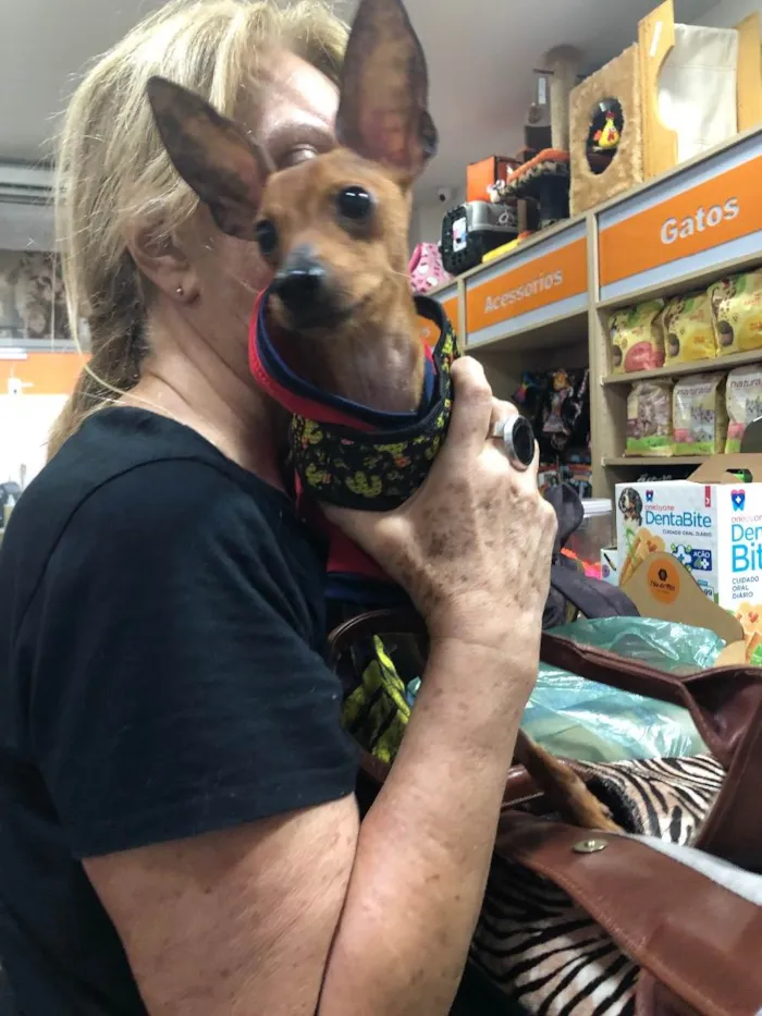 Cachorro ra a Pincher idade 3 anos nome Barthô 