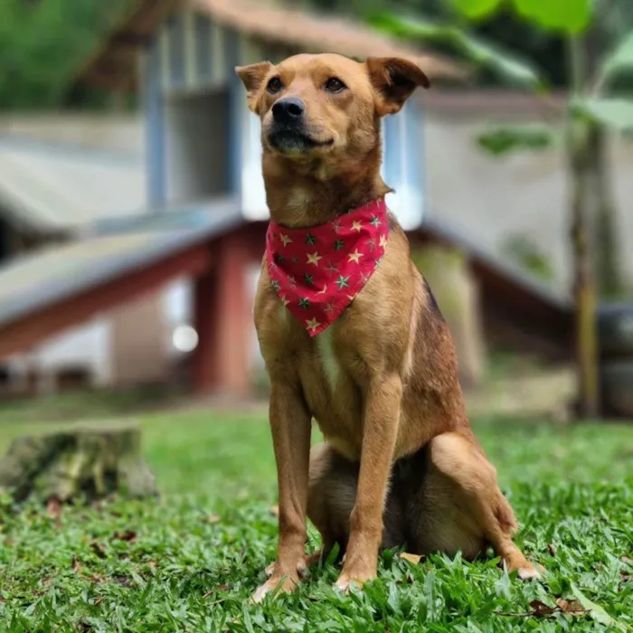 Cachorro ra a Srd idade 3 anos nome FILINA