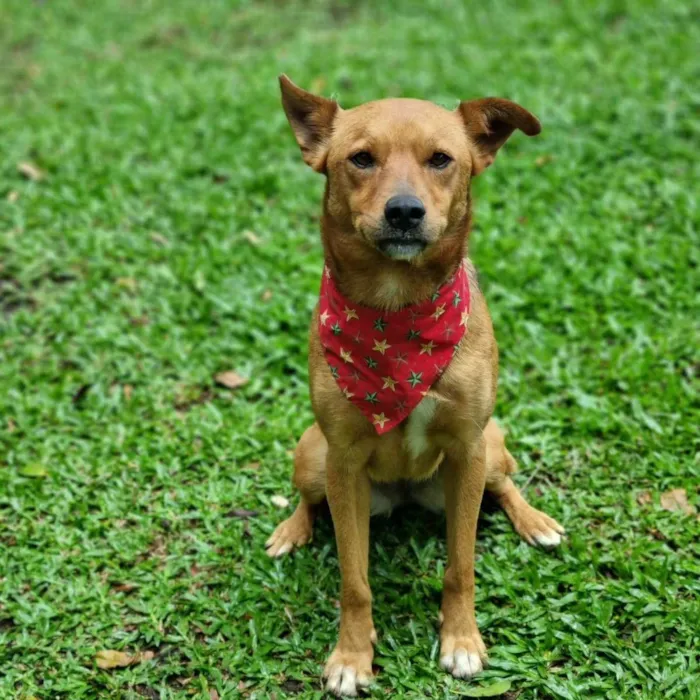 Cachorro ra a Srd idade 3 anos nome FILINA