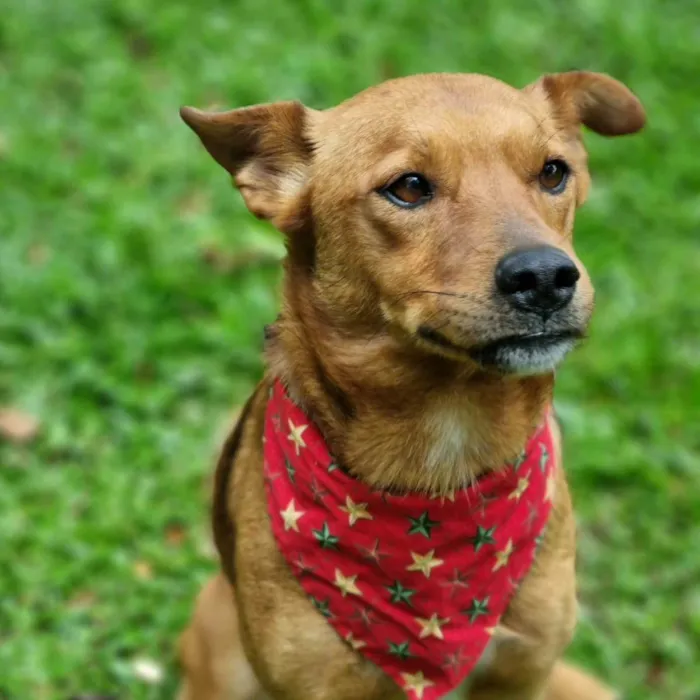 Cachorro ra a Srd idade 3 anos nome FILINA