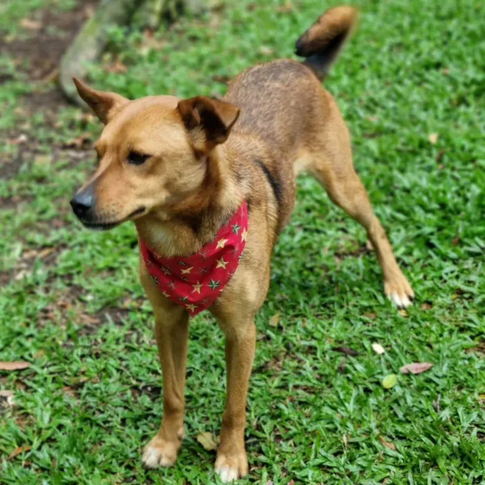 Cachorro ra a Srd idade 3 anos nome FILINA