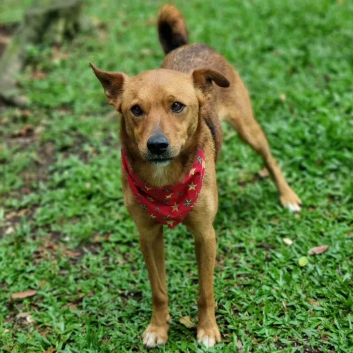 Cachorro ra a Srd idade 3 anos nome FILINA